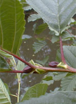 MSA ALNUS GLUTINOSA 50 ML - Farmaunclick.it