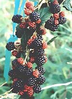 MSA RUBUS FRUCTICOSU 50 ML - Farmaunclick.it