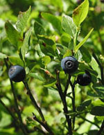 TSA VACCINIUM MYRTILLUS 50 ML - Farmaunclick.it