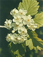 TSA CRATAEGUS OXYCANTHIA 50 ML - Farmaunclick.it