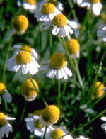 AZULIN GEL 40ML - Farmaunclick.it