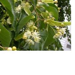 EIE TIGLIO 30 ML GOCCE - Farmaunclick.it