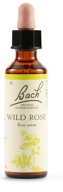 WILD ROSE BACH ORIG 20 ML - Farmaunclick.it